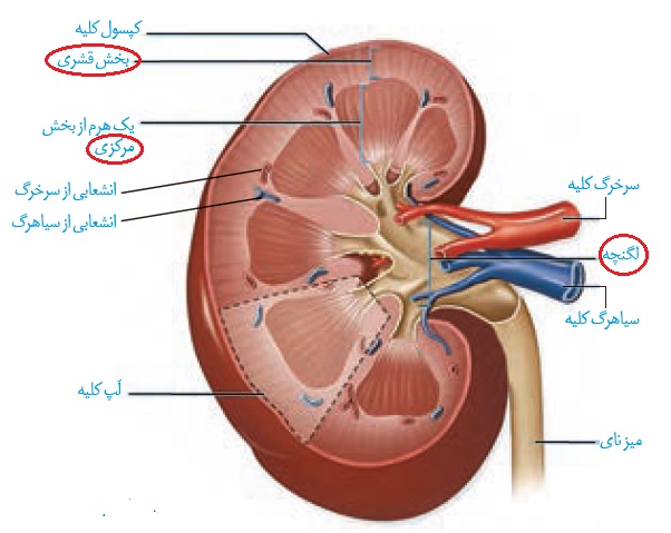 ساختار کلیه