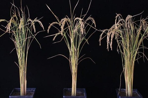 افزایش تولید 50٪ برنج با دستکاری ژنیتیک
