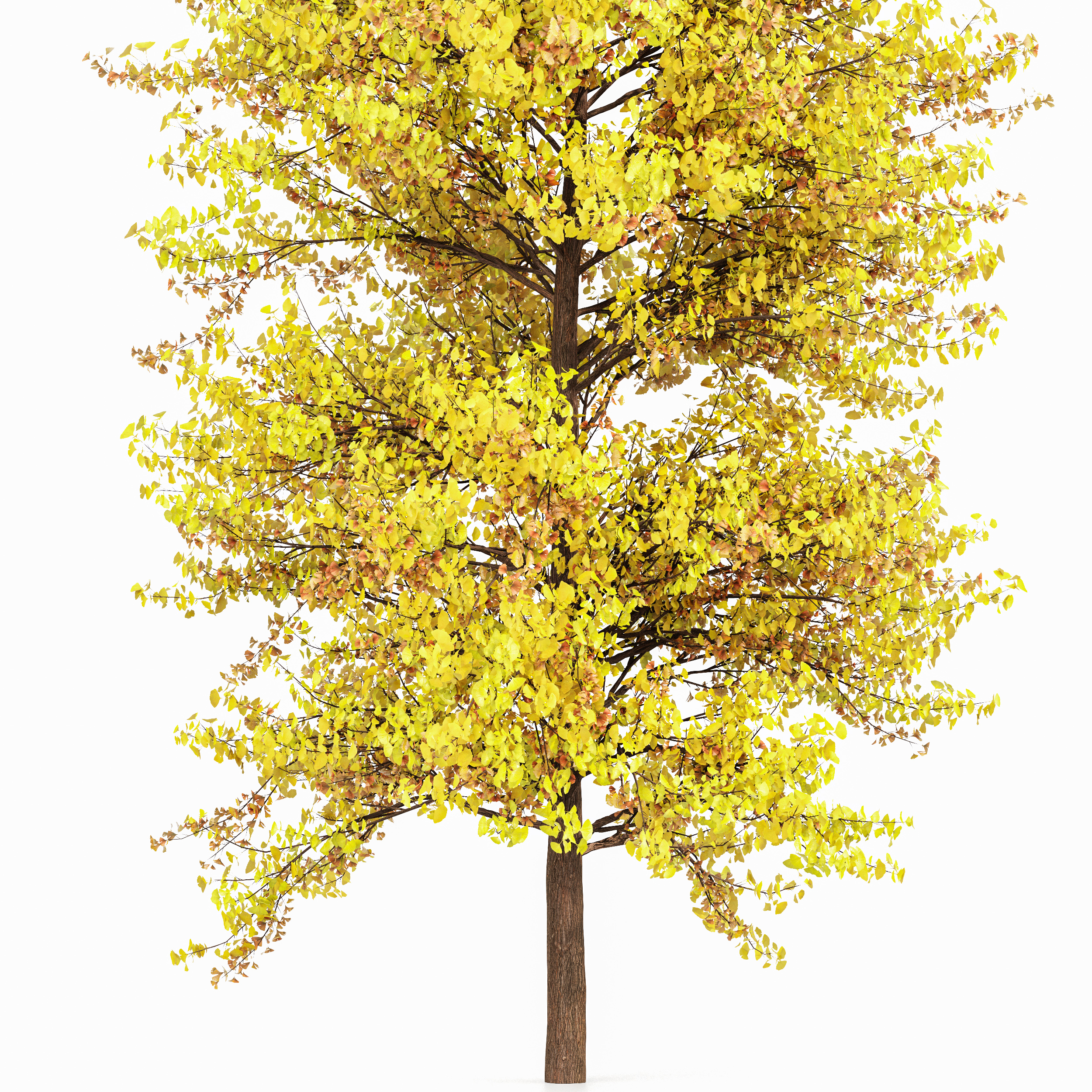 Ginkgo Biloba Tree 3D model preview 3