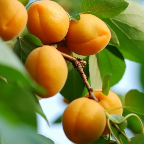 زردآلو طلای تابستان Apricot