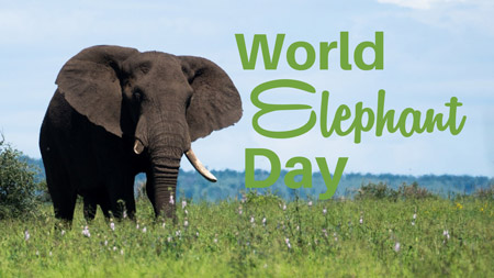 علت نامگذاری روز جهانی فیل world elephant day