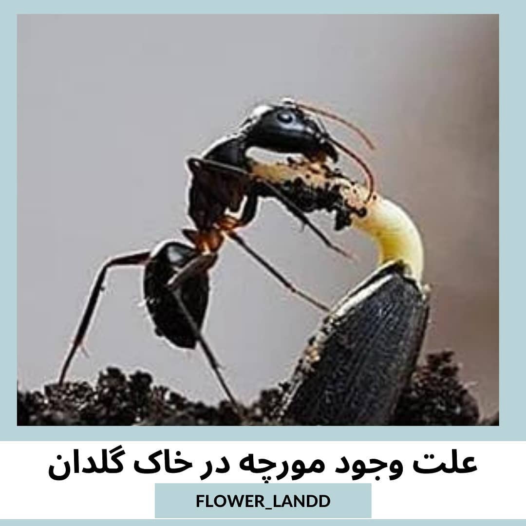 علت وجود مورچه در گلدان