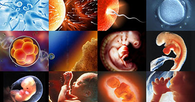 معجزه قرآن از نظر جنین شناسی Embryology